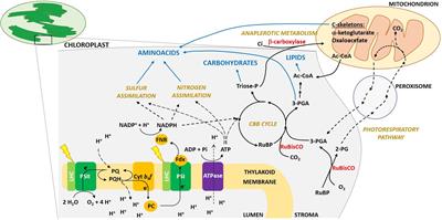 Toward Enhanced Fixation of CO2 in Aquatic Biomass: Focus on Microalgae